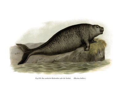 Stellers Sea Cow、1860 作： German School